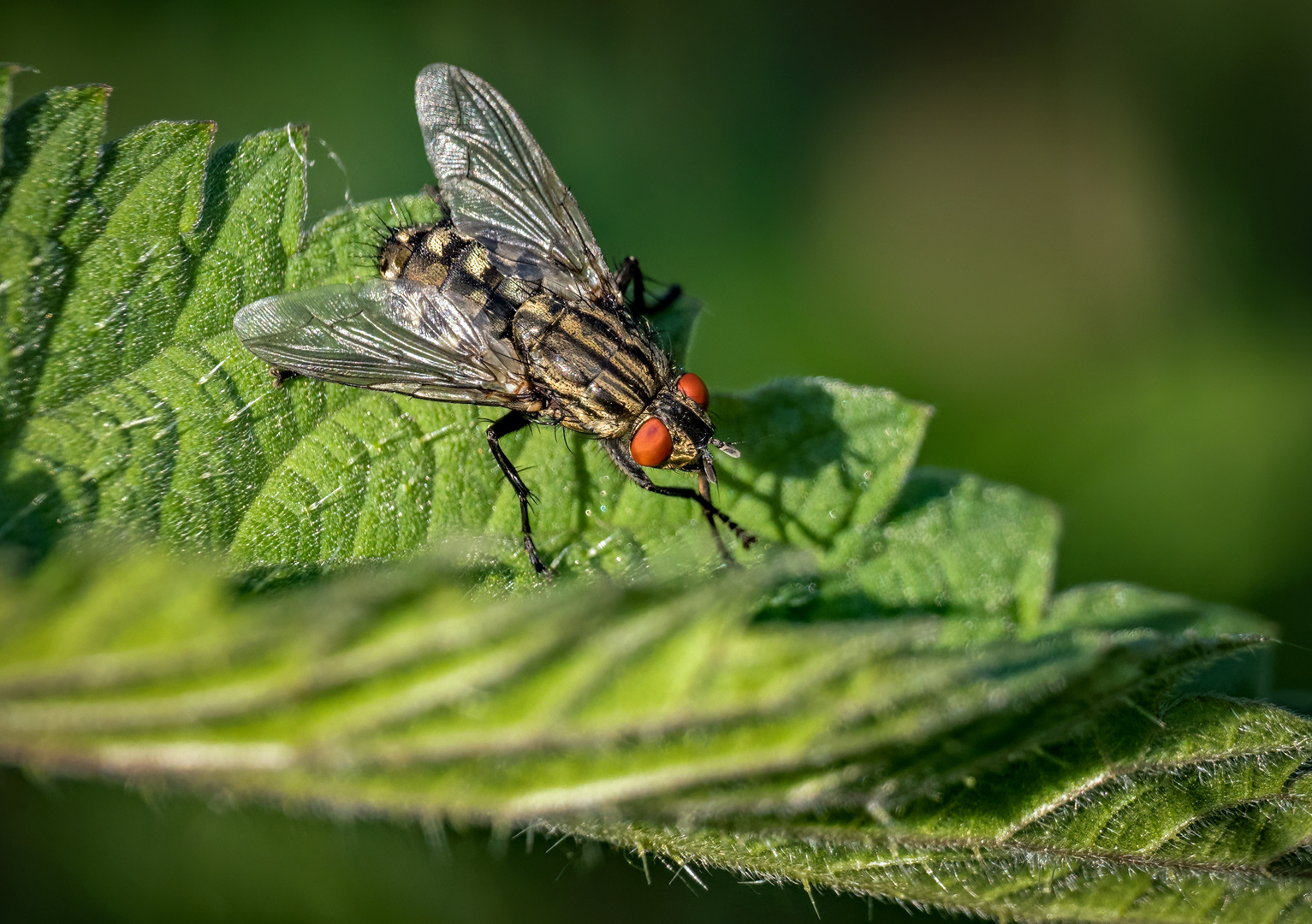 "Dann halt nur ne normale Fliege"