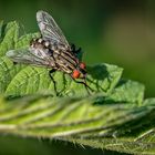 "Dann halt nur ne normale Fliege"