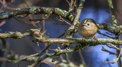 "dann halt ohne Rahmen", das Wintergoldhähnchen