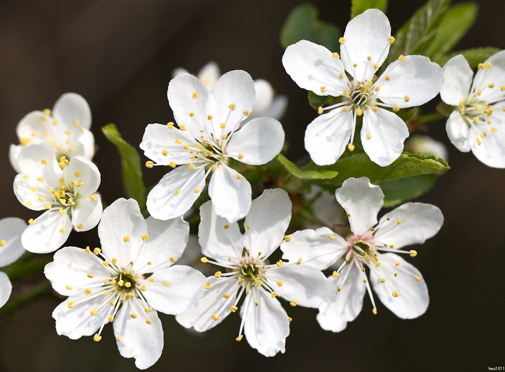 ...dann ist der Frühling da