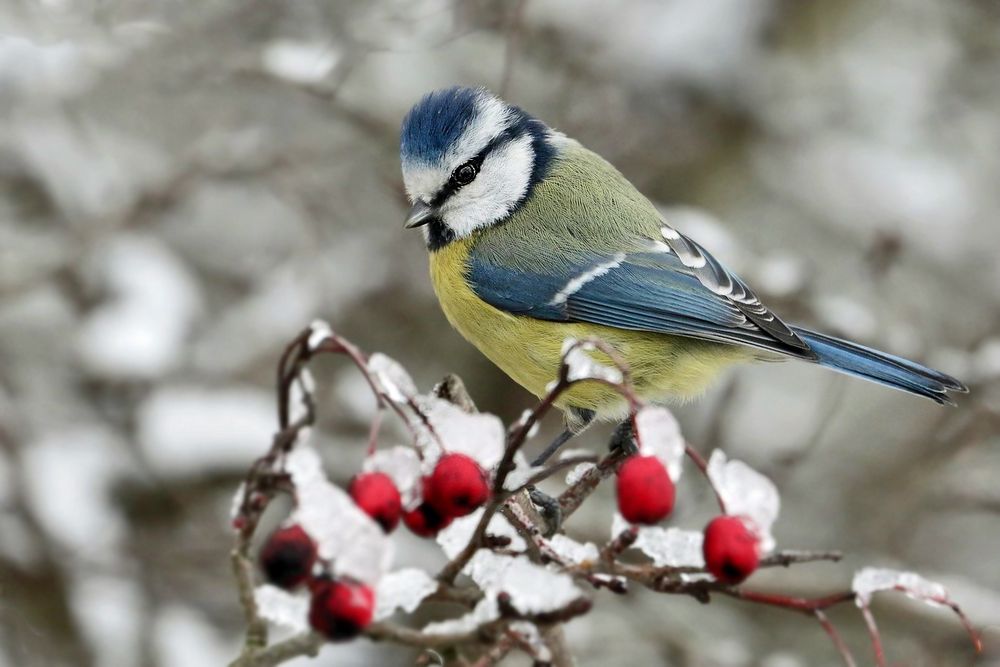 "Dann kam doch noch der Schnee"