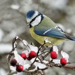 "Dann kam doch noch der Schnee"