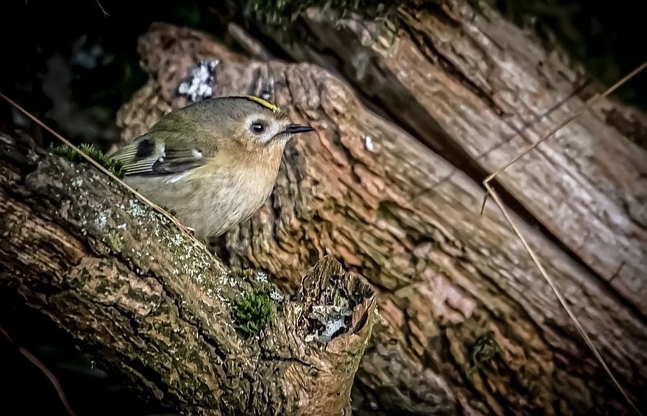 Dann kam wenigstens noch ein "Wintergoldhähnchen"