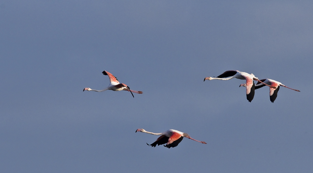 ...dann kamen von Mal zu Mal mehr Flamingos :-)