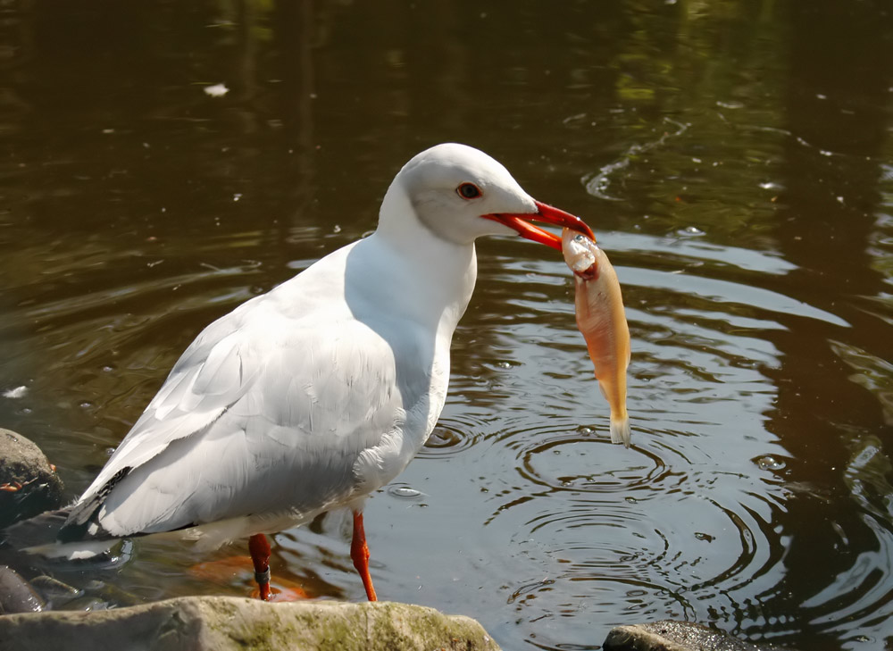 Dann laß ihn Dir mal schmecken !!