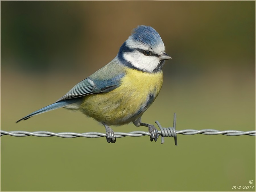 Dann machte Birdy einen auf Drahtseiltänzer!