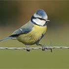 Dann machte Birdy einen auf Drahtseiltänzer!