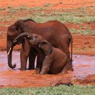 Dann nahmen die Elefanten ihr Bad