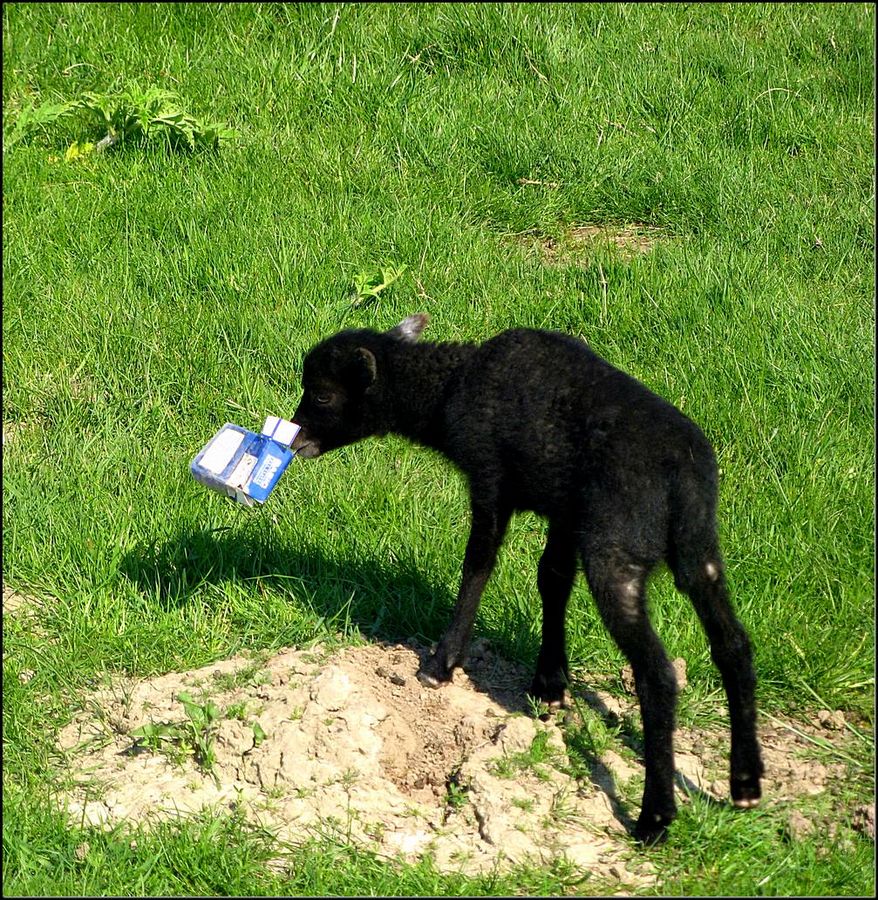 dann nehme ich Tütenmilch...