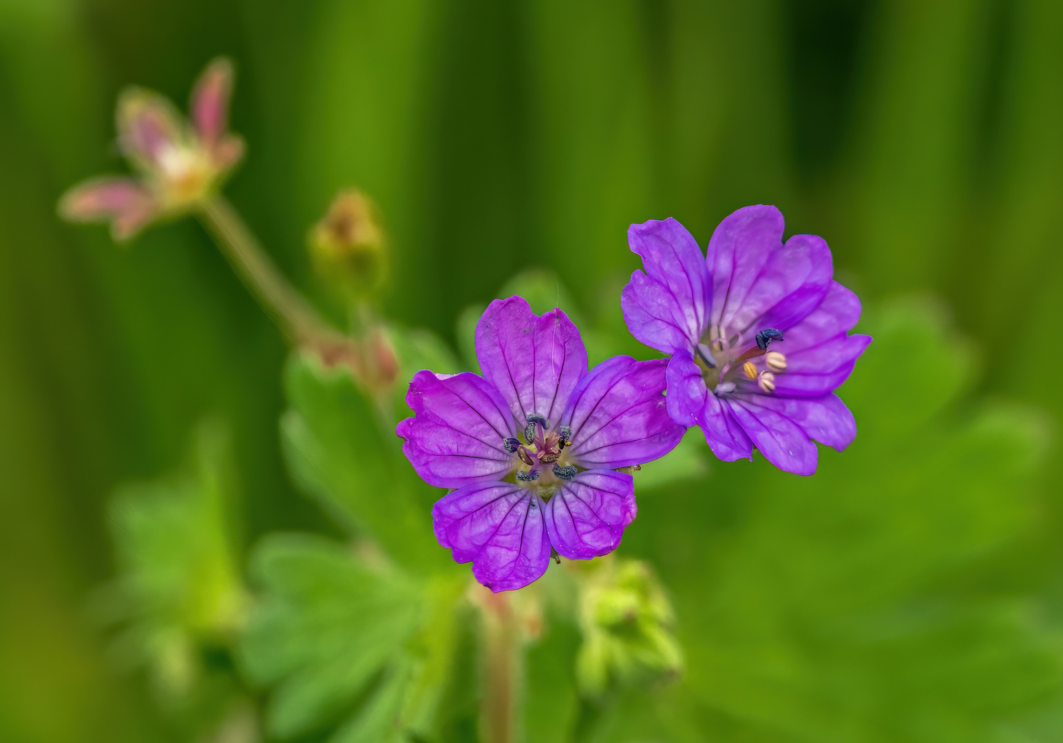 Dann noch ein Blümchen-Gruß