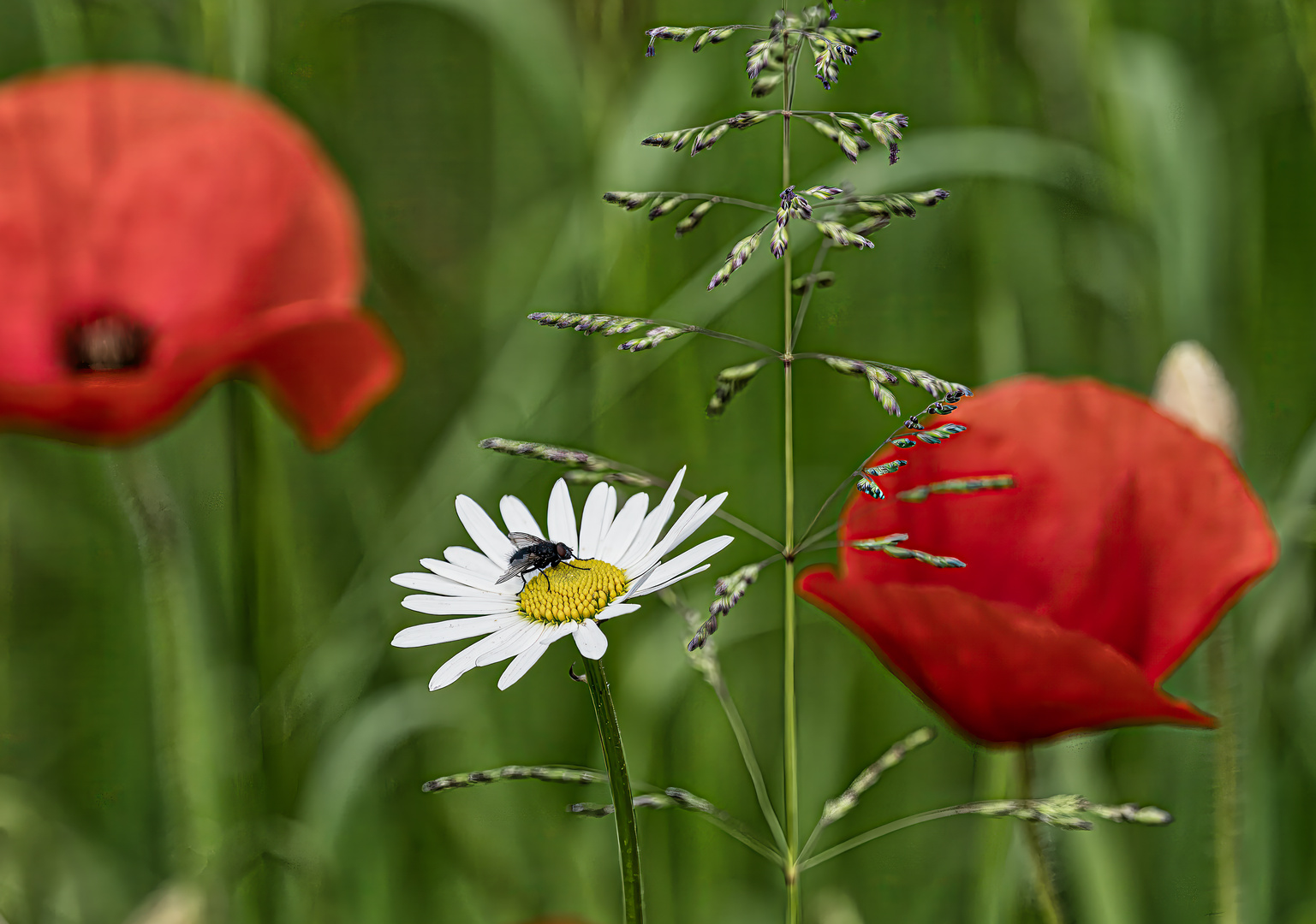 Dann saß da plötzlich in der Wiese