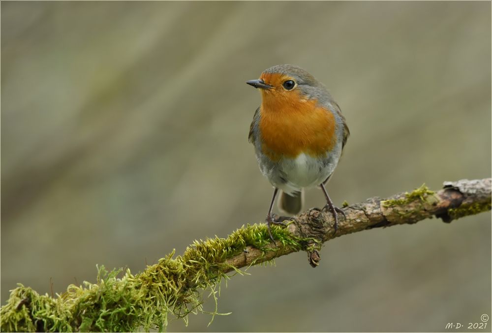 Dann saß er plötzlich da,der kleine Robin...