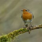 Dann saß er plötzlich da,der kleine Robin...