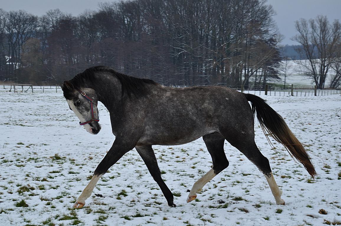 ..dann üben wir mal Schnee-Ritt