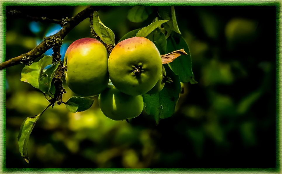 "Dann war da noch der Apfel - Baum ... am Waldesrand"