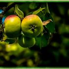 "Dann war da noch der Apfel - Baum ... am Waldesrand"