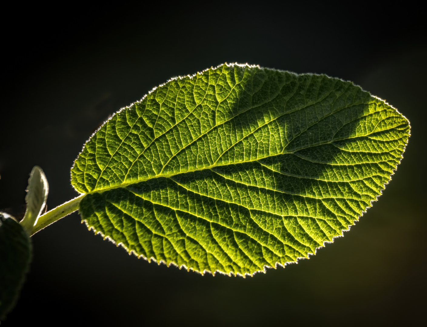 "Dann war nur noch das Blatt"