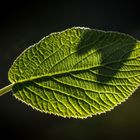 "Dann war nur noch das Blatt"