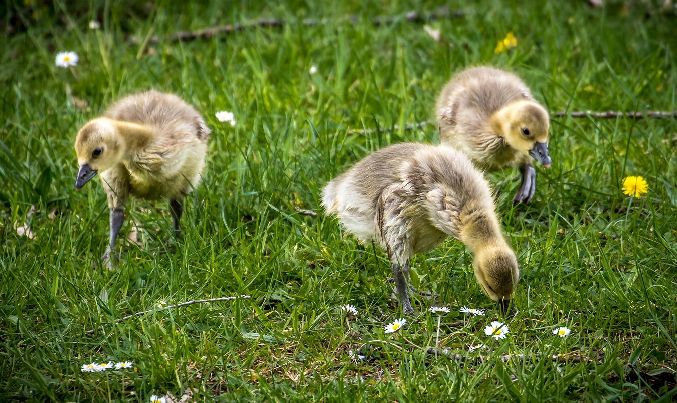 Dann waren da noch die 3 Baby - Grauganser'l