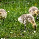 Dann waren da noch die 3 Baby - Grauganser'l