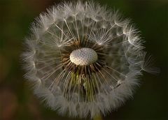 dann wird sie zur pusteblume ...mit glatze