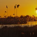 Dannauer See bei Sonnenuntergang (2013)