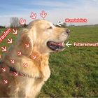 Danny der Nordsee-Retriever