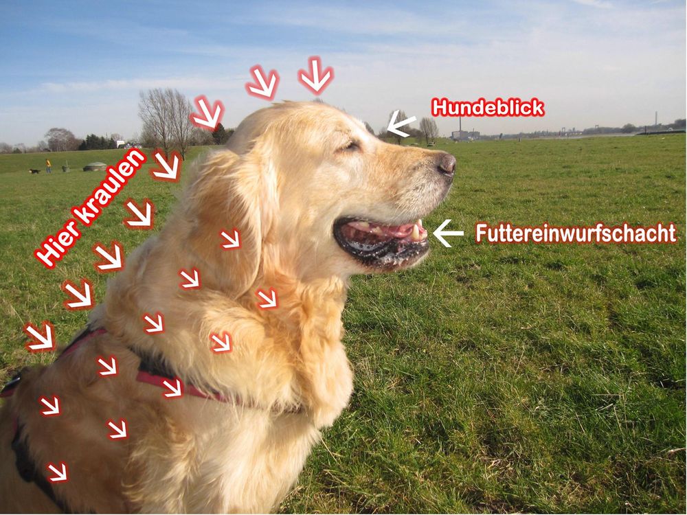 Danny, der "Nordsee"-Retriever