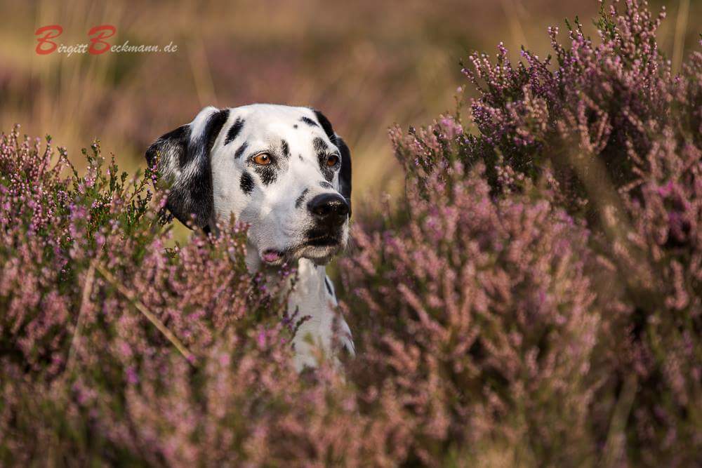 ...Danny in der Heide...