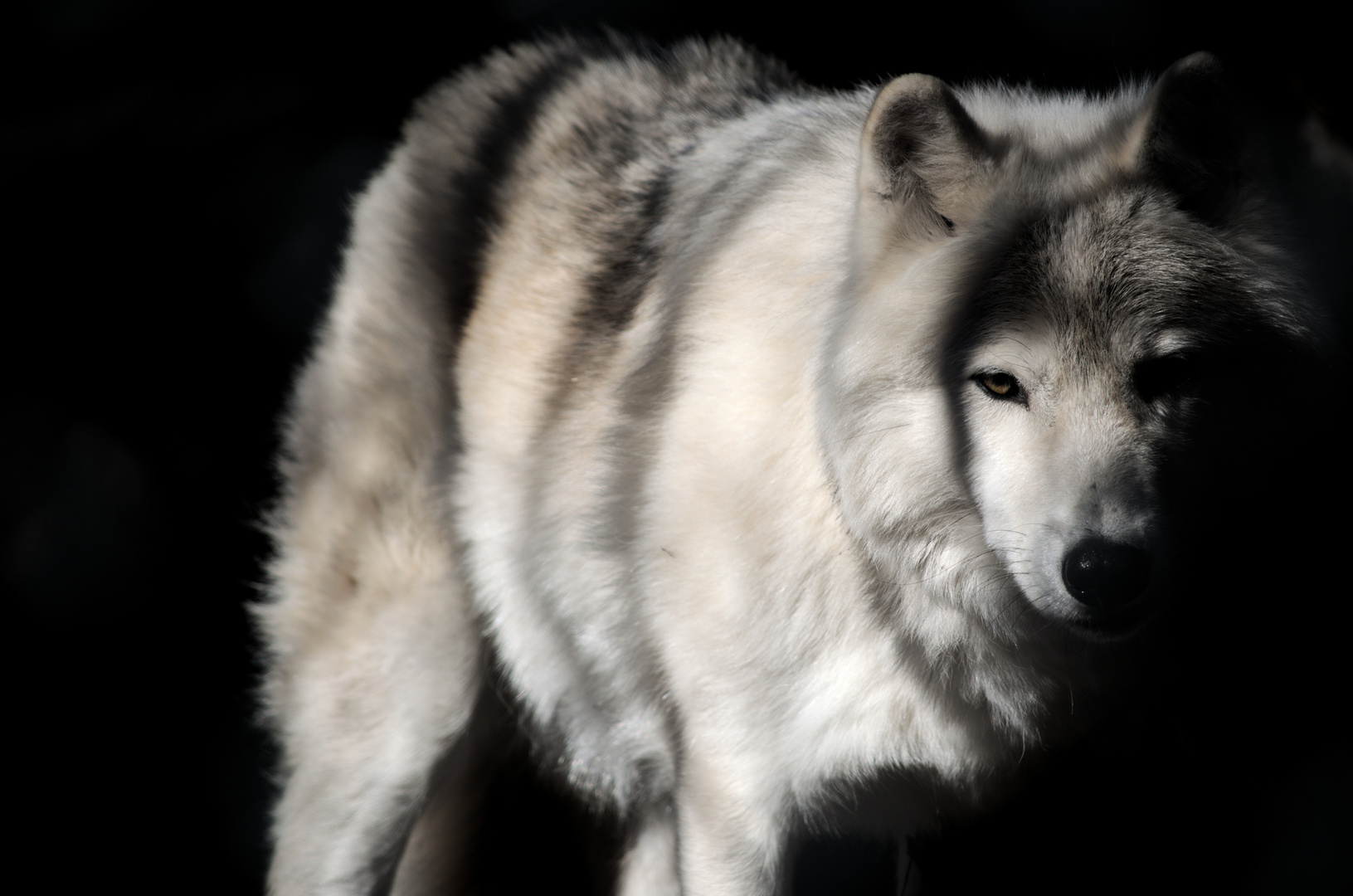 Dans ce monde comme dans l'autre, prends le loup pour frère