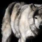 Dans ce monde comme dans l'autre, prends le loup pour frère