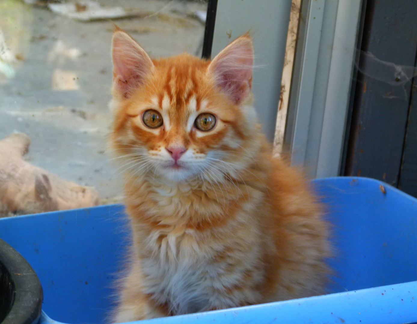 *  dans la bassine bleue *