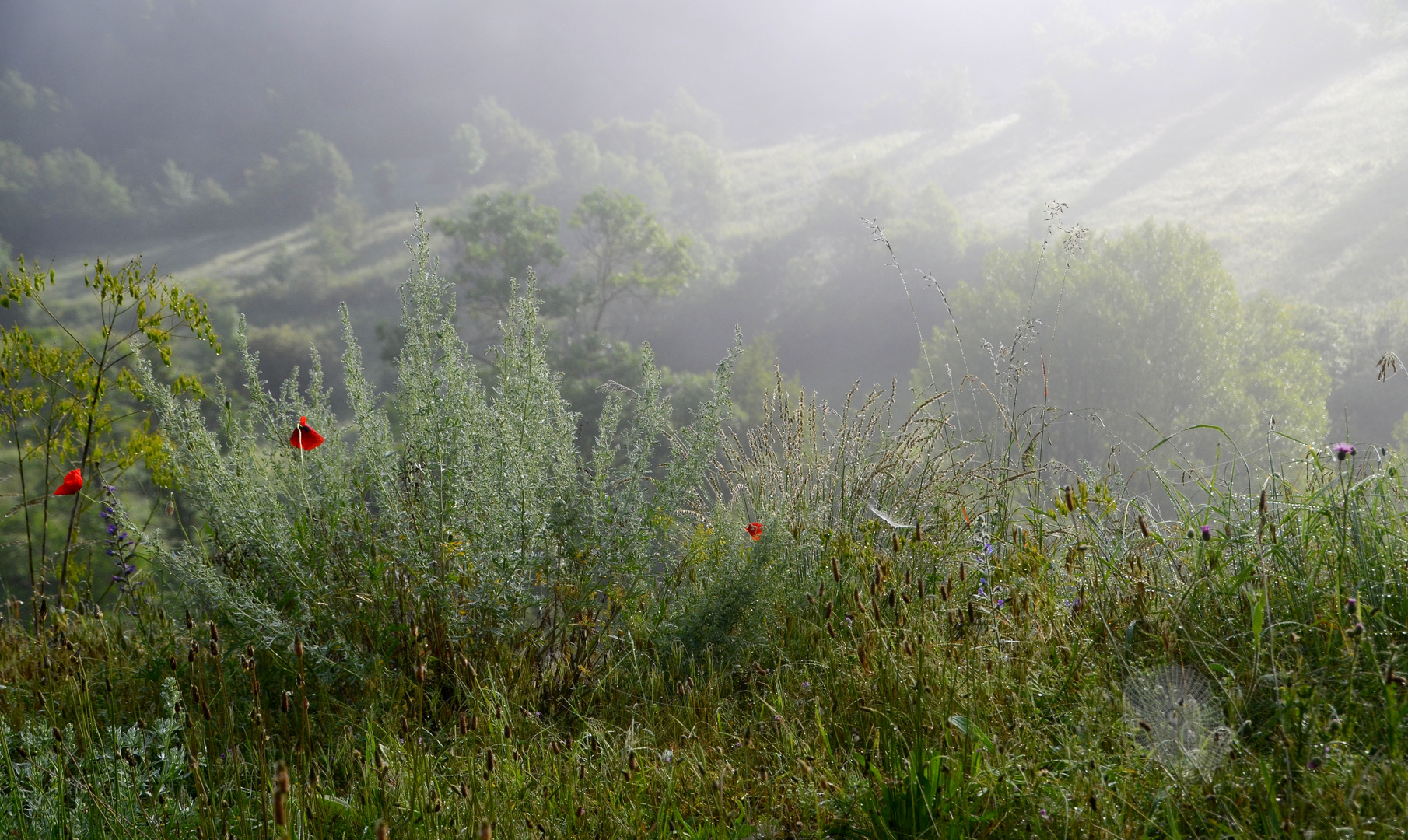 * dans la brume *