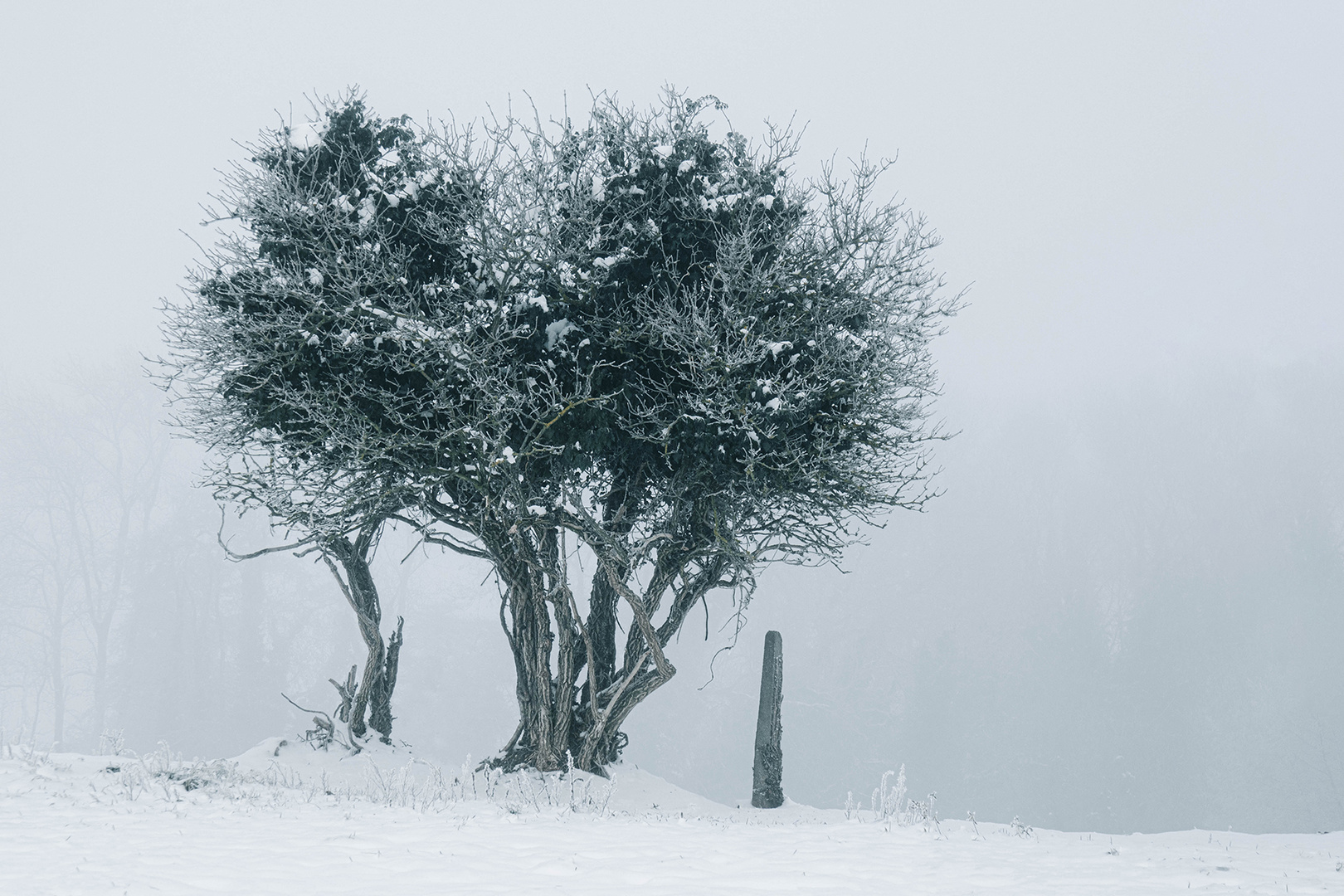 Dans la brume