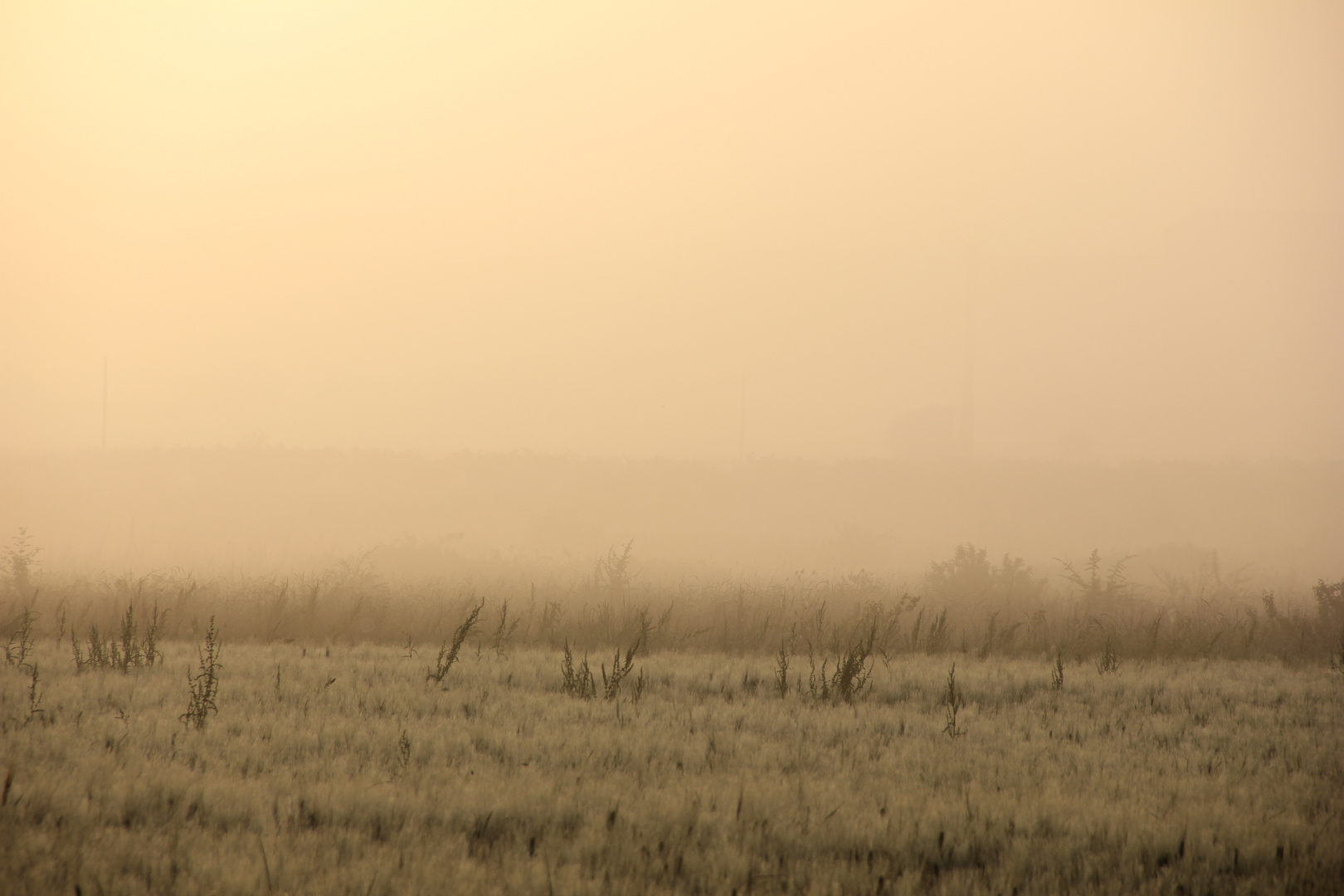 dans la brume