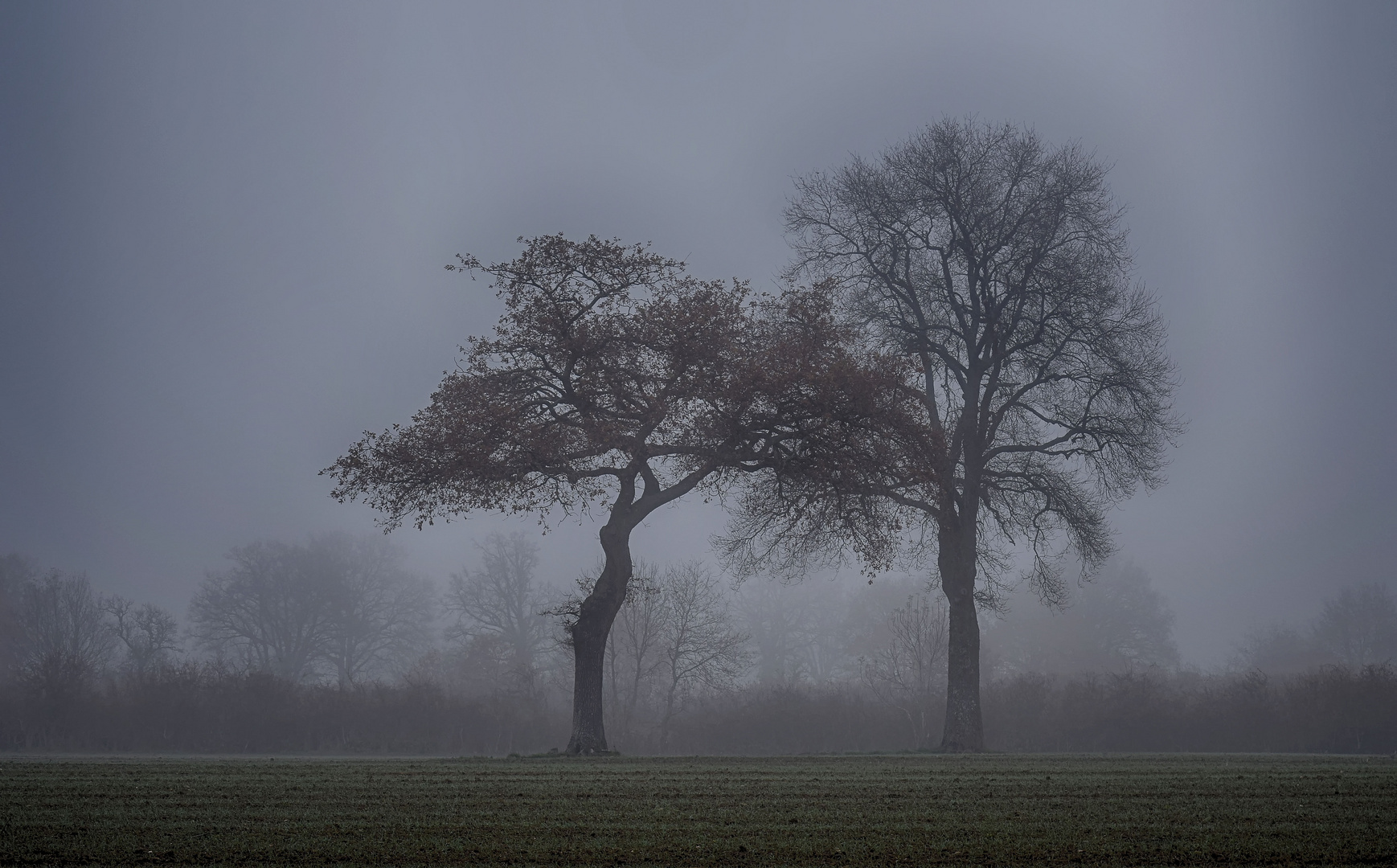 dans la brume