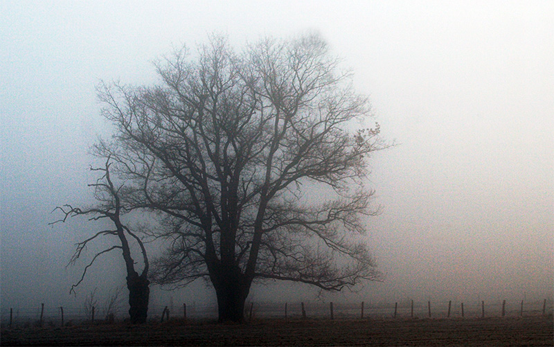 Dans la brume automnale