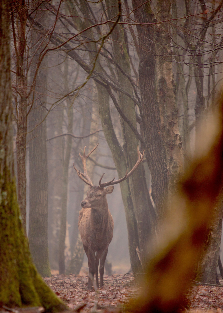 dans la brume