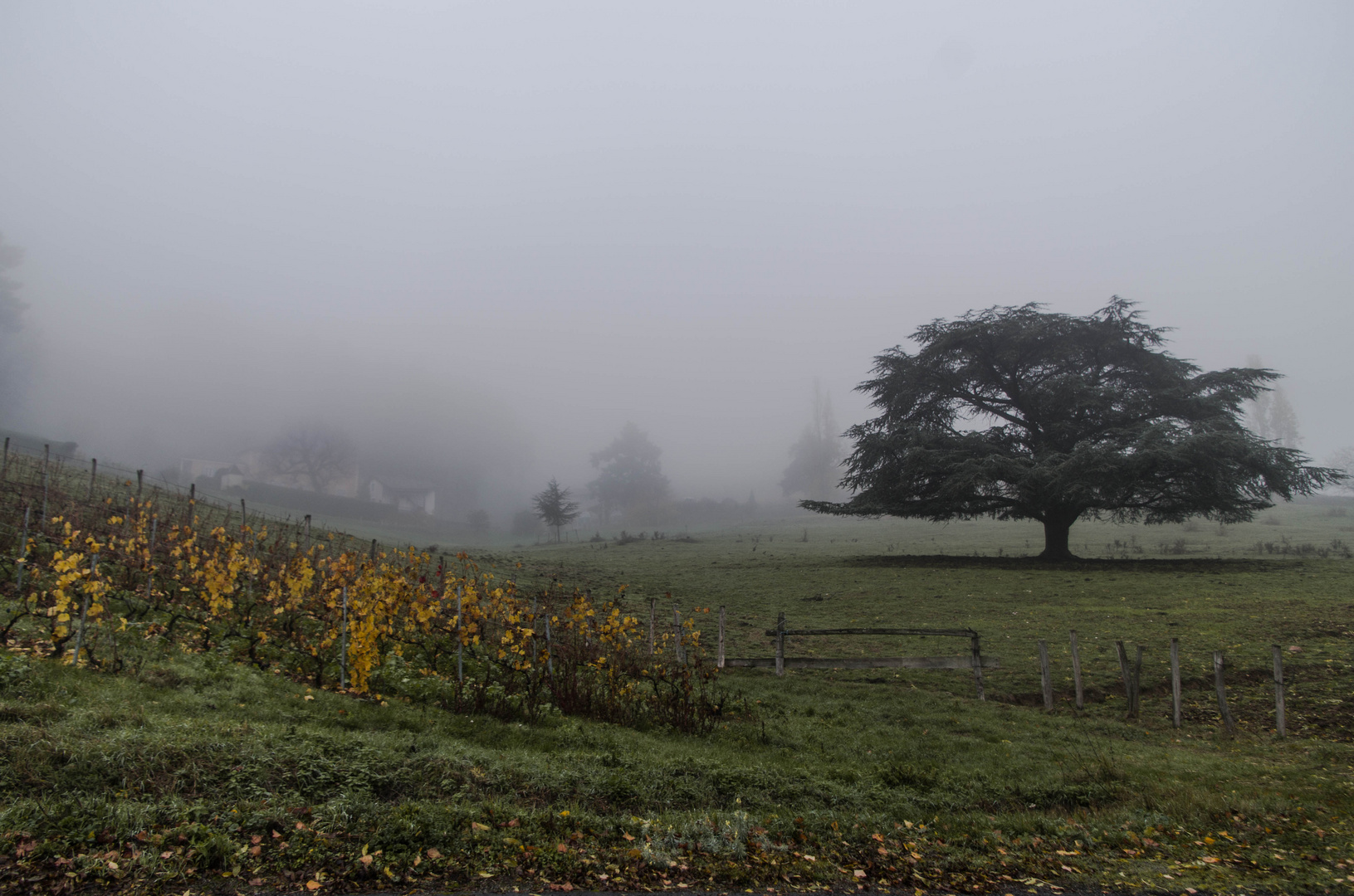 Dans la brume