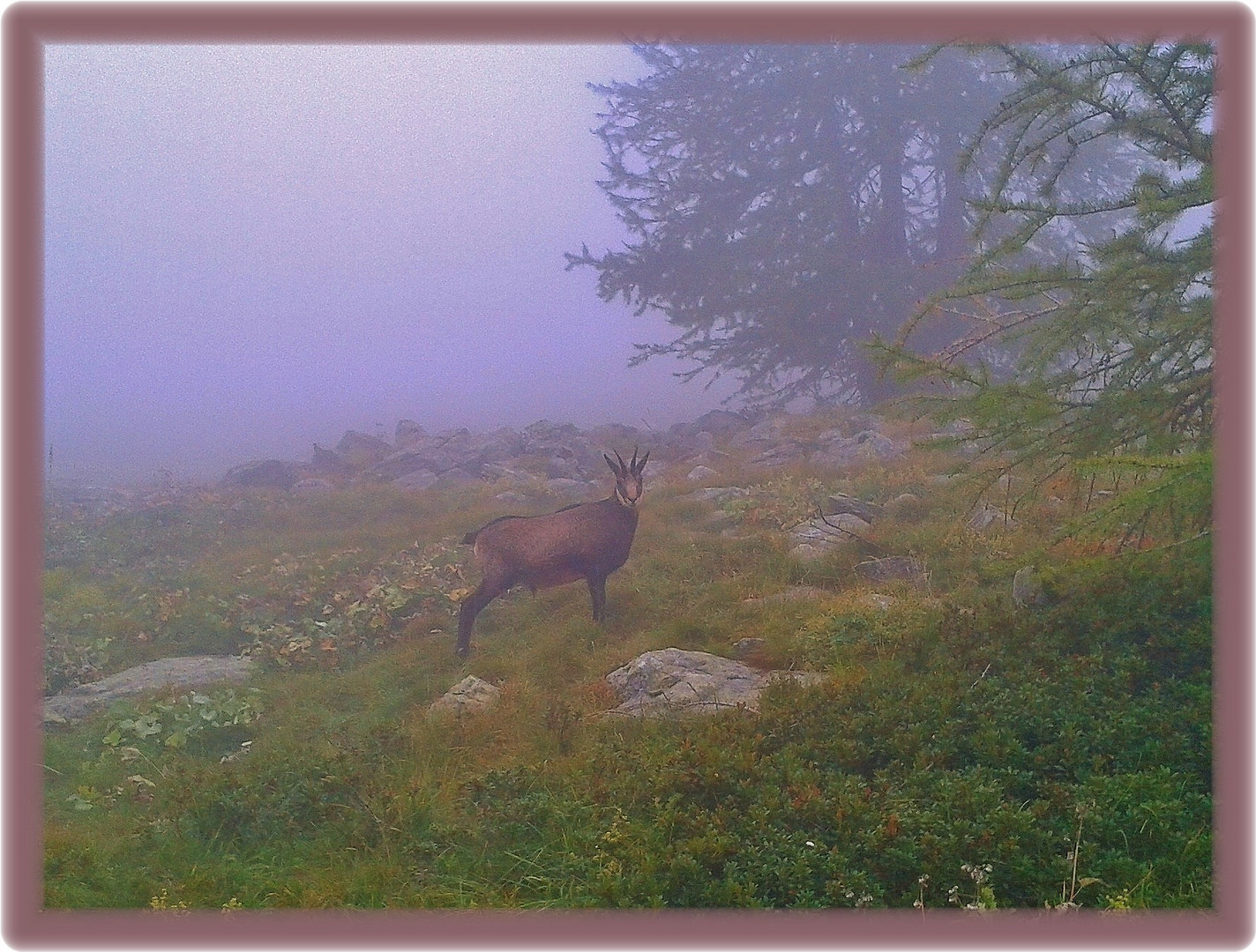 dans la brume