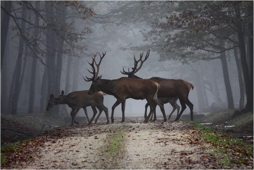 Dans la brume de novembre.