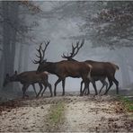 Dans la brume de novembre.