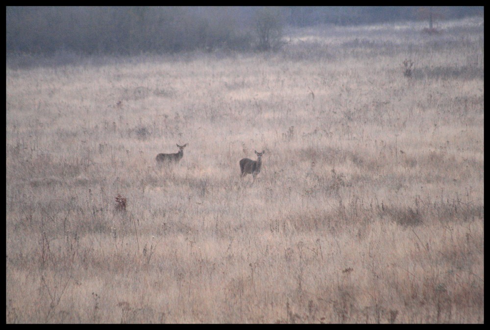 Dans la brume du matin