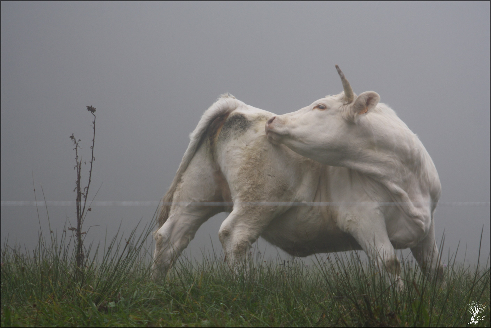 Dans la brume du matin