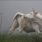 Dans la brume du matin