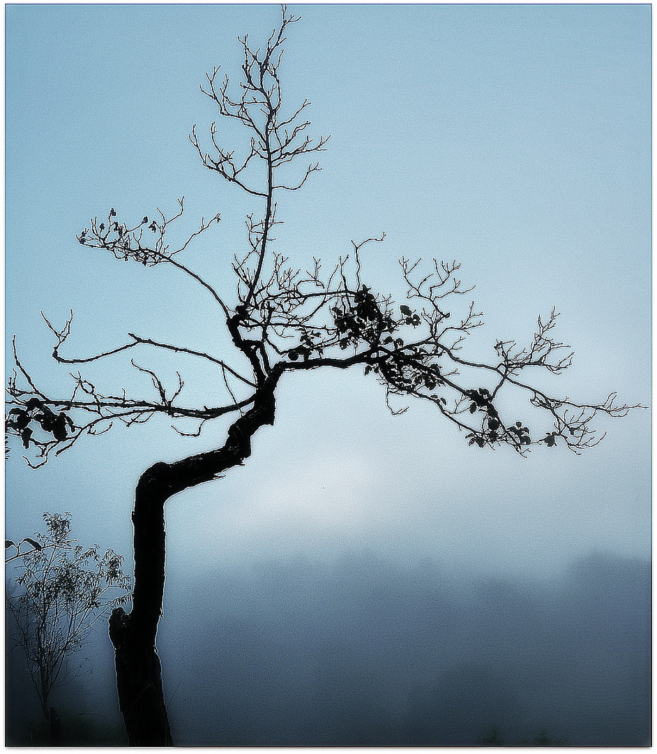 dans la brume du matin..