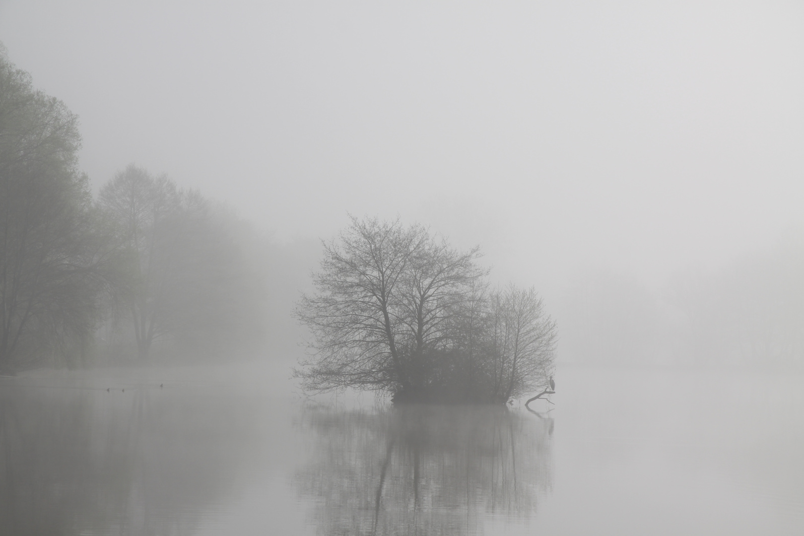 Dans la brume matinale