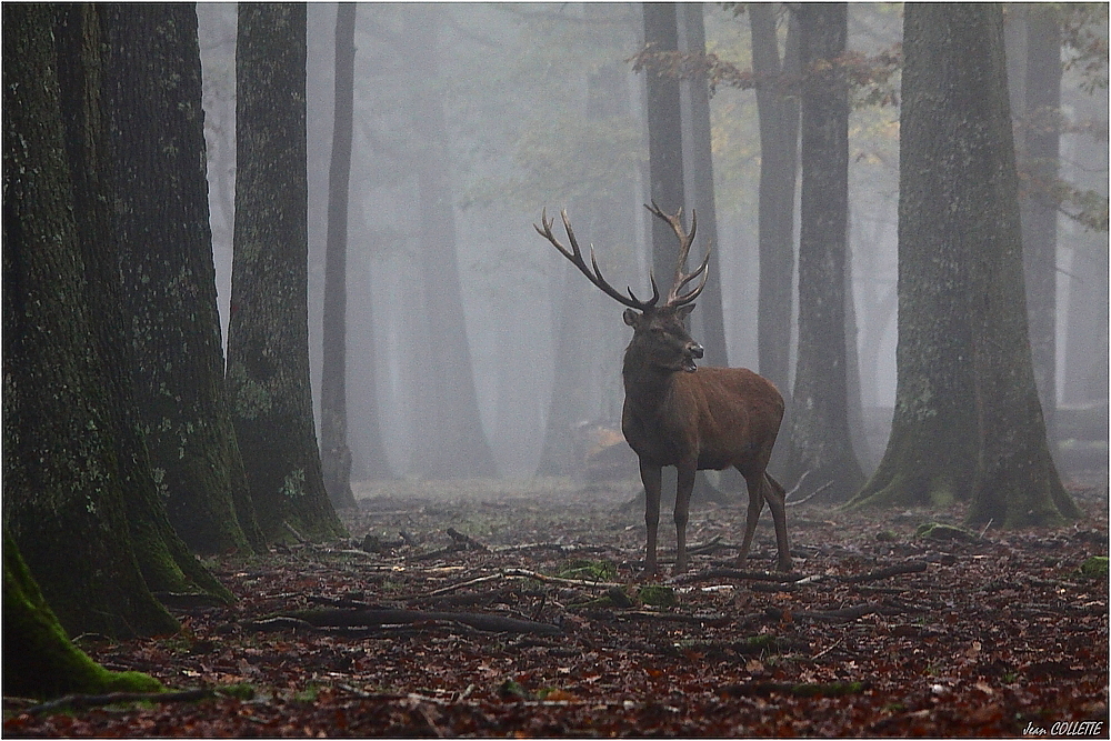 Dans la brume matinale.