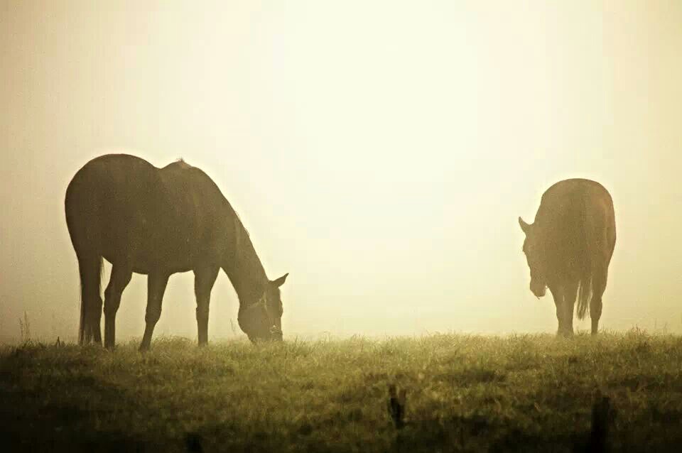 dans la brume matinale