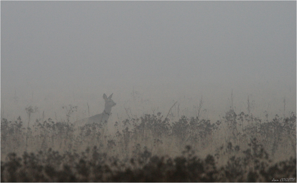 Dans la brume matinale.